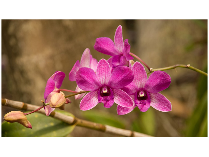 Magenta Orchid Image