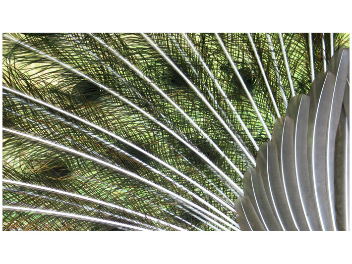 Peacock Feathers Closeup Image