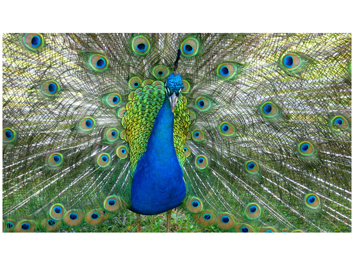 Peacock Image