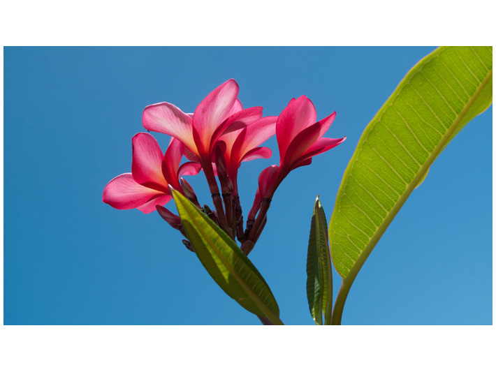 Pink Plumeria against a bright blue sky, image