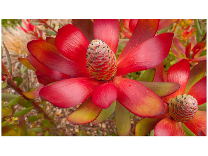 Red Island Flower Image